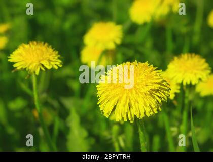 Gelbe Blüten der blühenden Löwenzahn Nahaufnahme im grünen Gras an sonnigen Tag - Frühling floralen Hintergrund. Heilkraut - Taraxacum officinale. Stockfoto