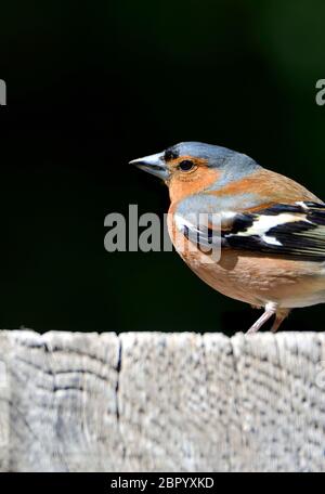 Buchfink (Fringilla coelebs) Männchen, auf einem Holzpfosten thront. Kent, Großbritannien. Mai Stockfoto