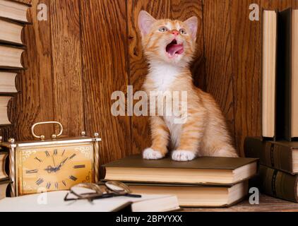 Der flauschige Katze steht auf dem Buch und leckte. Neugierige Katze auf dem Bücherregal. Kitty steht auf Bücher in der Nähe der alten Uhr. Stockfoto