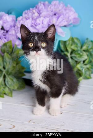 Die Katze posiert für die Fotografen. Eine Katze steht neben einem dekorativen Schachtel mit Blumen Stockfoto