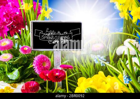 Mit englischen Callligraphy Frühjahrsputz anmelden. Sonnige Frühling Blumen Wiese mit Gänseblümchen, Narzisse, Primrose und Hyazinthe. Stockfoto