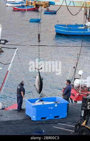 Große gelbe Flossen Thunfisch aus dem Boot mit dem Kran in Kisten zu nehmen, um auf dem Kai in Playa San Juan, Teneriffa, Kanarische Inseln, Spai zu vermarkten Stockfoto