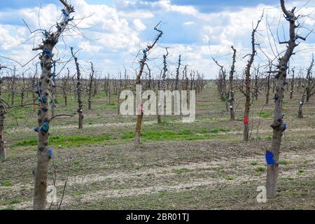 Apfelbäume im Garten, beschneiden Apfelbäume, Schutz hieben Zweige mit Lackierung. Stockfoto