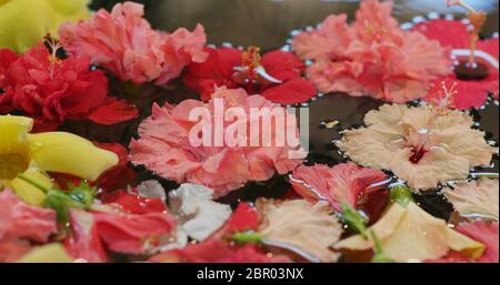 Hibiskusblüte zur Dekoration im okinawa Resort Stockfoto