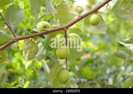 Ziziphus mauritiana, auch bekannt als chinesisches Datum, Chinee Apfel, indische Pflaume, indische Jujube, berfruit und Dunks ist eine tropische Obstbaumarten Belongi Stockfoto