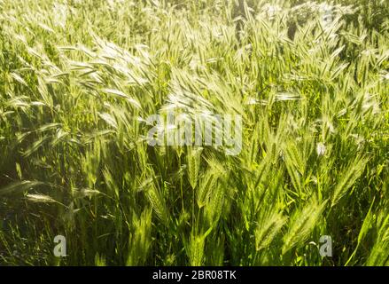 Wildschwanzgerste (Hordeum jubatum) Stockfoto