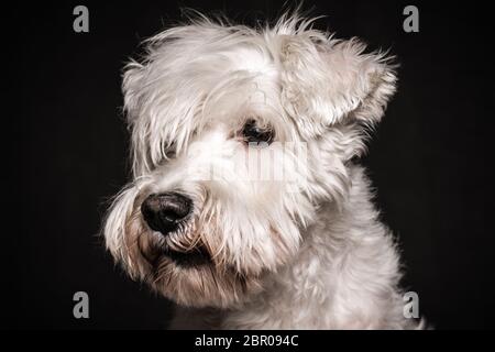 Tierporträt von niedlichen weißen Schnauzer Hund auf schwarzem Hintergrund, Studio-Aufnahme. Stockfoto
