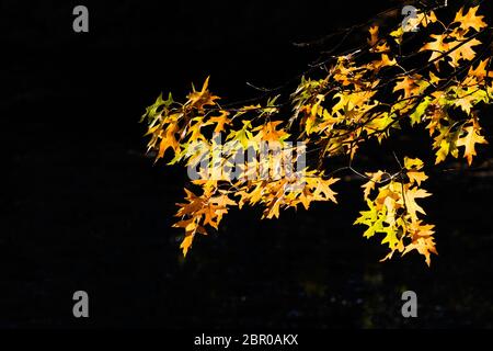 Herbstfärbung der Eichenblätter vor einem dunklen Hintergrund als unaufschiebbare Aufnahme Stockfoto