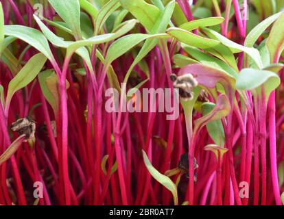 Isoliertes Makro von roten Rüben Mikrogrün Sprössen wachsen im Garten Stockfoto