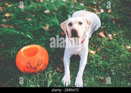 Schöner gelber labrador, der sich auf dem grünen Gras im Freien mit zwei orangefarbenen Kürbissen legt. Halloween oder Thanksgiving Herbstferien. Stockfoto