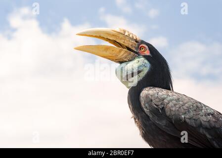 Weiblicher Barbeutel mit Kranz-Hornbill gegen einen blauen Himmel Stockfoto