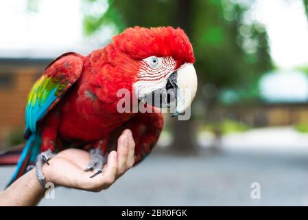 Ein rot-grüner Ara, der auf einer menschlichen Hand thront Stockfoto