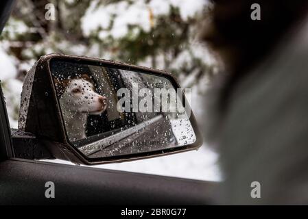 Spiegelung eines jungen Hundes im Rückspiegel eines Autos Stockfoto