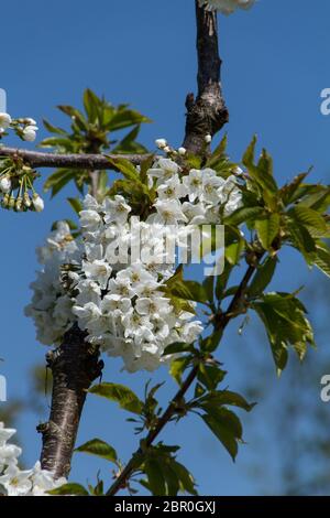 Kirschblüten in voller Blüte in einem sonnigen Frühling Stockfoto