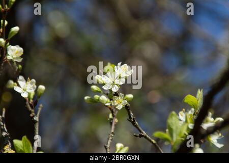 Konzentration auf Kirschblüten mit unscharfen cherry tree branches im Hintergrund Stockfoto