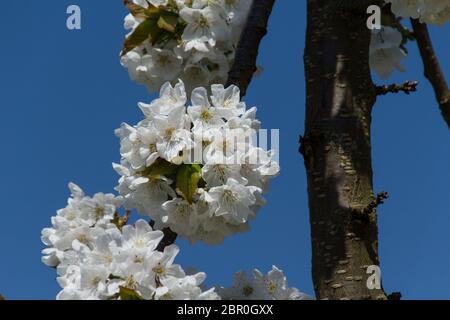 Kirschblüten in voller Blüte in einem sonnigen Frühling Stockfoto