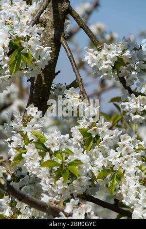 Fokus auf der vollen Blüte der offenen Kirschblüten mit unscharfen cherry tree branches im Hintergrund Stockfoto