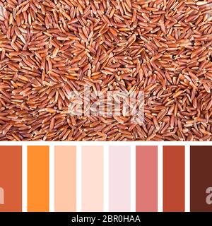 Hintergrund aus rotem Camargue-Reis in einer Farbpalette mit kostenlosen Farbfeldern. Stockfoto