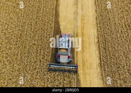 Krasnodar, Russland - 22 Juli 2017: Ernte von Weizen Harvester. Landwirtschaftliche Maschinen, die Ernte auf dem Feld. Landwirtschaftliche Maschinen in Betrieb. Stockfoto