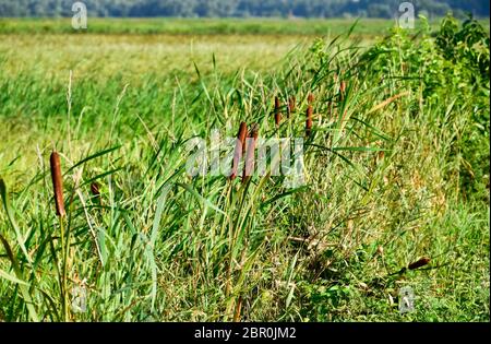 Cattail wächst in der Nähe der Reisfelder. Dickichte des cattail. Braun Warenkorb mit Samen. Stockfoto