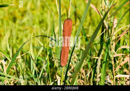 Cattail wächst in der Nähe der Reisfelder. Dickichte des cattail. Braun Warenkorb mit Samen. Stockfoto