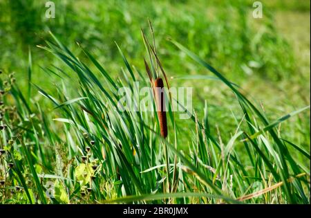 Cattail wächst in der Nähe der Reisfelder. Dickichte des cattail. Braun Warenkorb mit Samen. Stockfoto