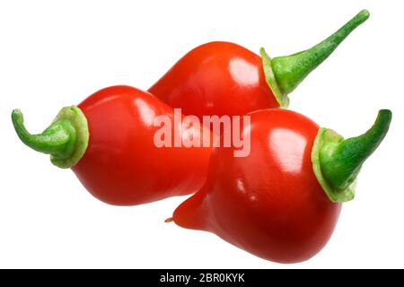 Chupetinho oder Biquinho Chile Pfeffer (Capsicum chinense), frischen reifen Hülsen Stockfoto