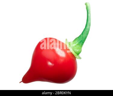 Chupetinho oder Biquinho Chile Pfeffer (Capsicum chinense), frische reife Pod Stockfoto