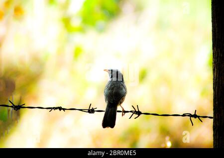 Ein Vogel, der untätig auf einem Stacheldraht sitzt Stockfoto