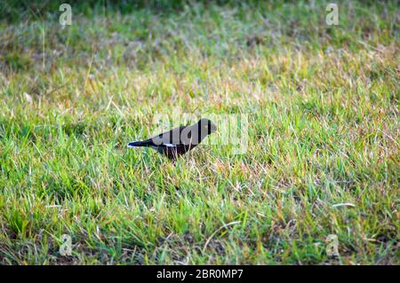 Ein Myna Vogel, der auf einem Grasfeld nach Nahrung sucht Stockfoto