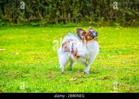 Porträt einer Papillon purebreed Hund sitzen auf dem Gras Stockfoto