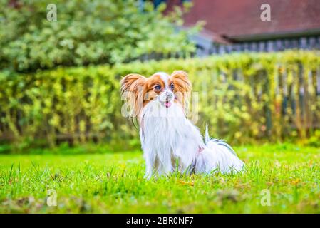 Porträt einer Papillon purebreed Hund sitzen auf dem Gras Stockfoto