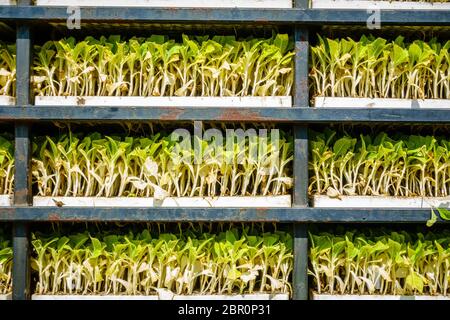 Detailansicht von Racks mit Tabak Sprossen für Einpflanzen bereit Stockfoto