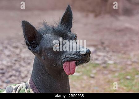 Perro sin pelo del Perú, Peruanischer Nackthund (Canis lupus familiaris), Porträt, Ccochahuasi Animal Sanctuary, Awana KANCHA, Peru Stockfoto