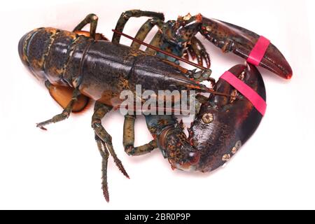 Große lebendig Hummer aus Restaurant Tank entnommen auf weißem Hintergrund Stockfoto