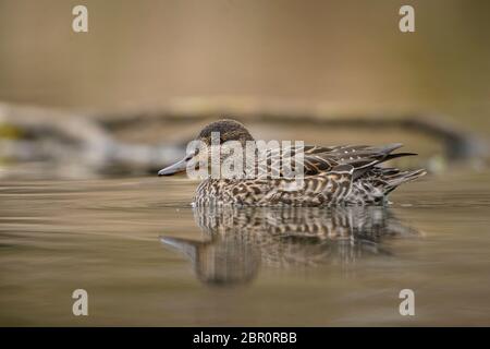 Grünflügelige Blaualge - Anas crecca, schöne bunte kleine Ente aus dem euroasiatischen Süßwasser, Zlin, Tschechische Republik. Stockfoto