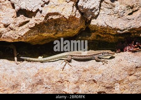 Viviparous Eidechse (Lacerta vivipara) auf dem Felsen Stockfoto