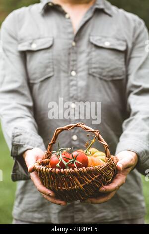Tomatenernte. Bauern-Hände mit frisch geernteten Tomaten. Stockfoto