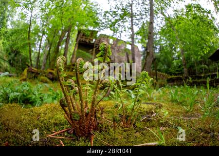 Im Vordergrund und alte Mühle im Hintergrund Farn. Schöne forest park mit Farnen und Ruinen der Wassermühle in Lettland. Aufnahme mit Fischaugenobjektiv. Stockfoto