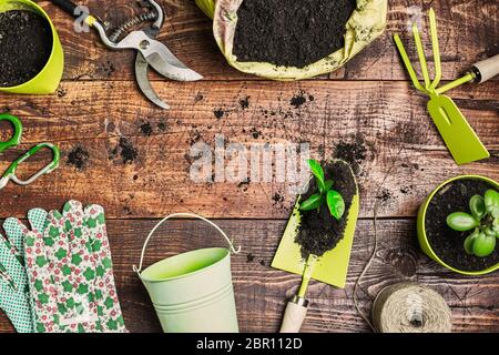 Gartengeräte, Blumen, Töpfe und Erde auf rustikalem Holztisch. Frühling im Garten Konzept. Draufsicht mit Kopierfläche, flacher Lay-Komposition. Stockfoto