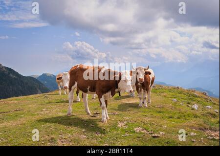Kühe auf der Seiser Alm, der größten Hochalm Europas, atemberaubenden Rocky Mountains im Hintergrund. Stockfoto