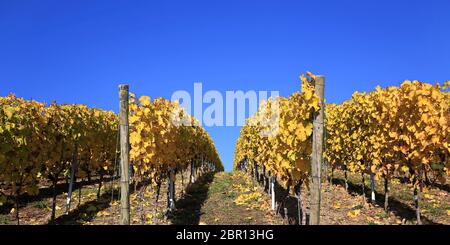 Volkach ist ein sehr bekanntes Weinanbaugebiet in Deutschland, Bayern, Franken Stockfoto