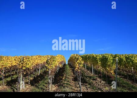 Volkach ist ein sehr bekanntes Weinanbaugebiet in Deutschland, Bayern, Franken Stockfoto