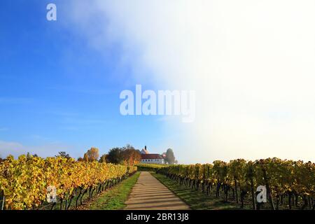 Volkach ist ein sehr bekanntes Weinanbaugebiet in Deutschland, Bayern, Franken Stockfoto