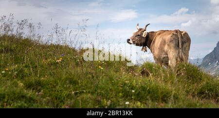 Brauner Berg grasende Kühe auf der Alm in den Berner Alpen im Sommer. Grindelwald, Jungfrau Region, Berner Oberland, Schweiz Stockfoto