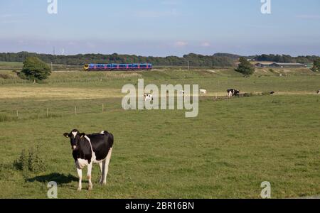 Erster TransPennine Express Siemens Desiro UK Class 185 Diesel Zug 185117 auf der Fylde, Lancashire, UK Stockfoto