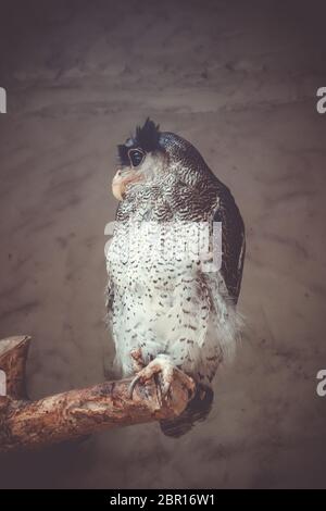 Gesperrt Malay Eagle Owl am Baum gehockt Stockfoto