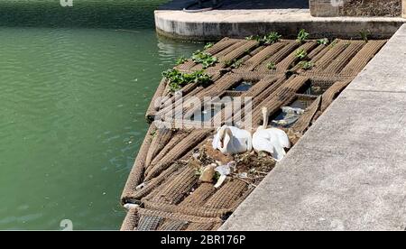 20. Mai 2020, Frankreich, Paris: Das Schwanenpaar Odette und Siegfried brüten auf dem Canal de L'Ourcq. Jeden Tag zieht das Naturschauspiel Dutzende an. Das Paar brütet nun schon seit mehreren Wochen in einem Nest auf einer Art Floß - am 20.05.2020 sind zwei kleine Schwäne aus dem Nest geplatzt. Odette und Siegfried haben noch etwa fünf Eier zu brüten - laut der Zeitung "Le Parisien" soll ein Einheimischer sie in Anlehnung an das Ballett Schwanensee getauft haben. Sie wechseln sich ab und erledigen ihre Arbeit. (Zu dpa 'Odette und Siegfried - brütende Schwanenpaar begeistert in Paris') Foto Stockfoto