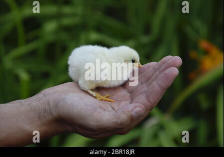 Huhn in der hand. Das kleine Neugeborenen Küken in den Händen eines Mannes. Stockfoto