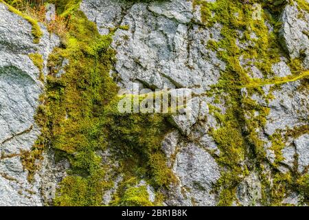 Moos auf einer Felswand. Relief und die Textur von Stein mit Mustern und Moos. Stein natürlichen Hintergrund. Stein mit Moos. Steine Felsbrocken bedeckt mit Moos. Stockfoto